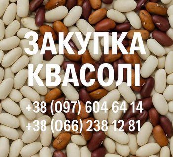 Квасоля: Ліма, Мавка, Рубін, Бандоля, Неві, Пінто та ін