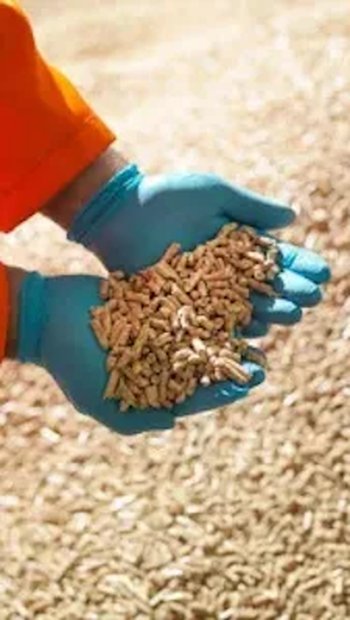 Гранула та пелета з дерева