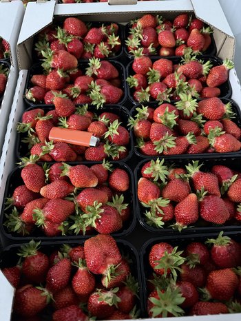 🍓 Полуниця садова Мурано та Клері від виробника! 🍓