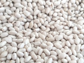 Пропонуємо квасолю від виробника у великих обсягах різних сортів.