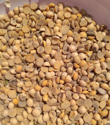 Половинки сої купуємо оптом