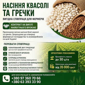 Насіння квасолі та гречки — вигідна співпраця для фермерів