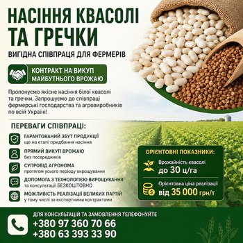 Насіння квасолі та гречки. Гарантія викупу врожаю