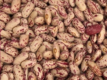 Продаж квасолі. Купити квасолю. Квасоля в наявності