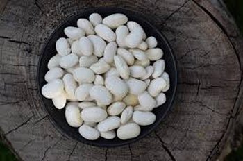 Закупівля квасолі на переробку, консервування