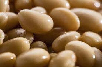 Закупівля квасолі для переробки та консервування