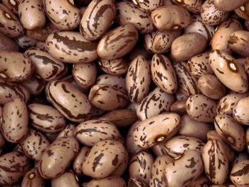 Сортова квасоля оптом. Доставка по Україні