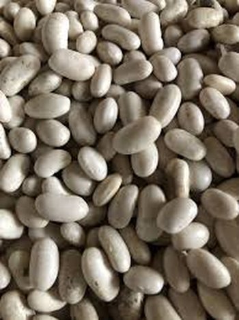 Куплю квасолю великий, мелкий опт.