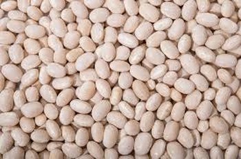 Продати квасолю. Куплю квасолю. Приймаємо квасолю на переробку