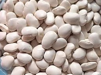 Купуємо квасолю на переробку, консервування. Самовивіз по Україні