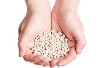 Насіння квасолі. Форвардні контракти. Гарантований викуп врожаю.