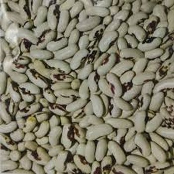 Посівмат квасолі Ред Кідні,  Червона Шапочка, Неві Бінс, Пінто