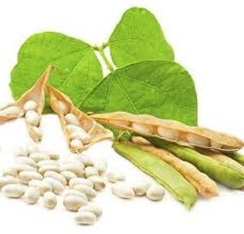 Насіння квасолі Неві Бінс, Червона довга, Пінто, Червона Шапочка.