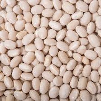 Продаємо насіння квасолі з гарантією викупу врожаю