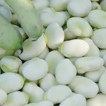 Посівний матеріал квасолі. Насіння квасолі.