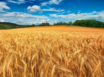 Купуємо зерновідходи, некондицію та побічні продукти