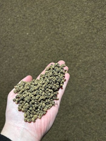 Продаж насіння кормового буряка Рекорд Полі (урожай 2025 року)