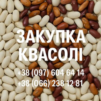 Закупівля квасолі оптовими партіями